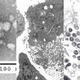 Illustration for article titled The Next Horrible Virus Outbreak Might Be Our Fault